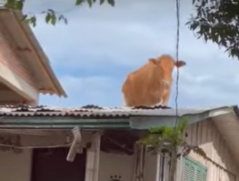 [VIDEO] Vaca vai parar em cima de telhado de casa após ciclone