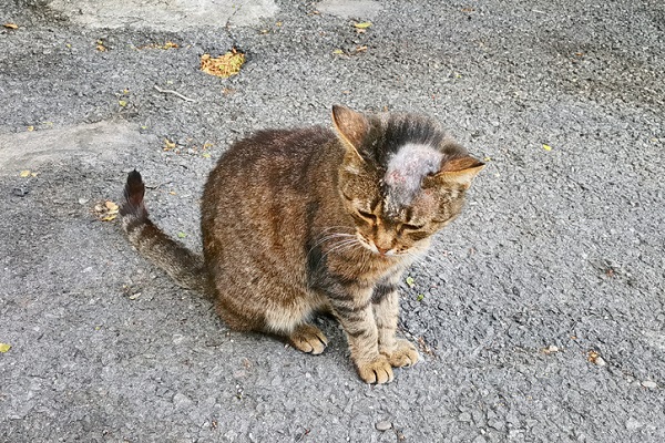 Atenção: Doença transmitida por gatos está descontrolada no Brasil