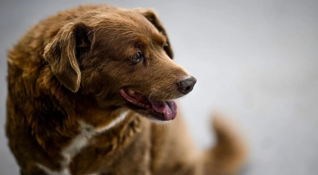 Morre Bobi, o cão mais velho do mundo, aos 31 anos