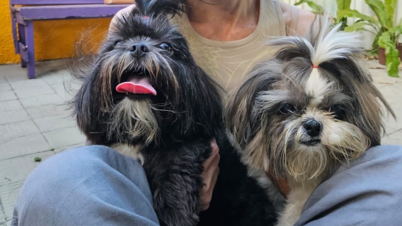 Cachorrinhas roubadas em Capim Macio são encontradas abandonadas