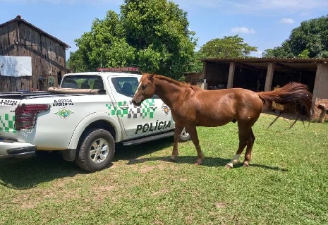 [VÍDEO] Mulher é multada por dar cerveja a cavalo e postar nas redes