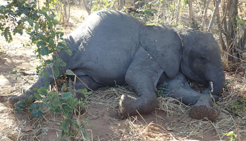 Cientistas apontam bactéria como a causadora da morte de mais de 350 elefantes africanos