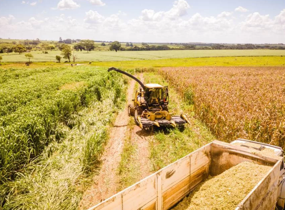 Calorão já causa prejuízos ao agro, com a perda de safras e animais