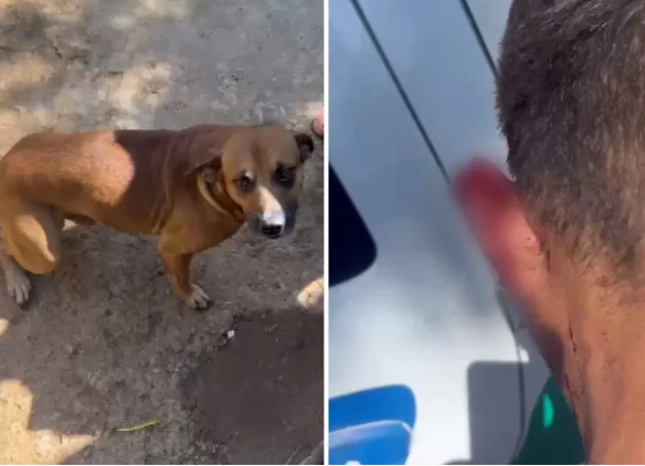 [VIDEO] Cachorro arranca parte da orelha de ladrão e impede roubo