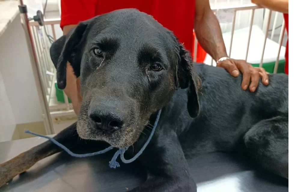 Absurdo: Homem é preso por tentar matar o próprio cachorro doente a machadadas