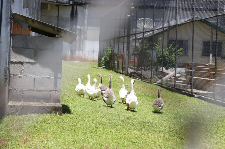 Gansos substituem cães e ajudam a monitorar detentos em presídio de segurança máxima