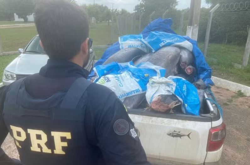 PRF apreende 700 kg de atum transportados de forma irregular no RN