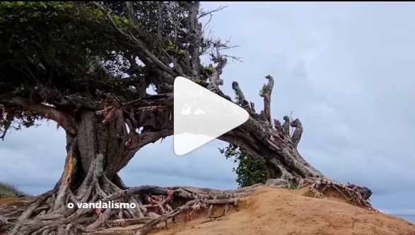 [VIDEO] Símbolo do turismo no litoral, Árvore do Amor é "esfaqueada" 