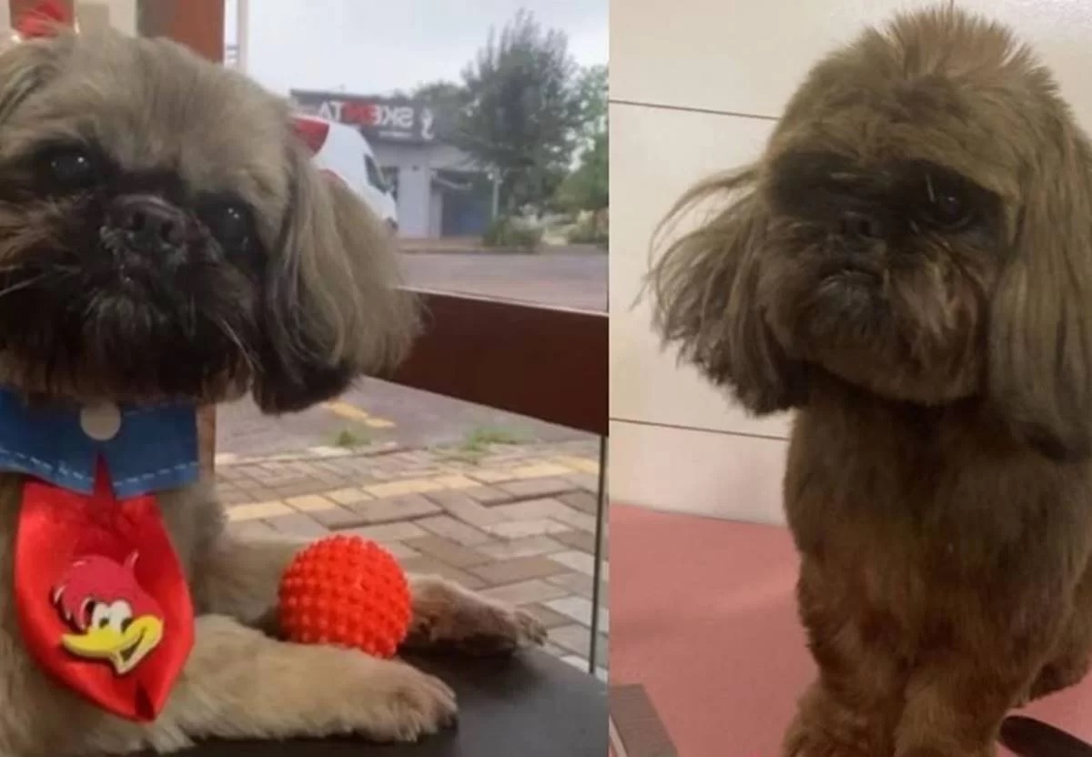 Cachorro é furtado e pintado com tinta de cabelo como disfarce