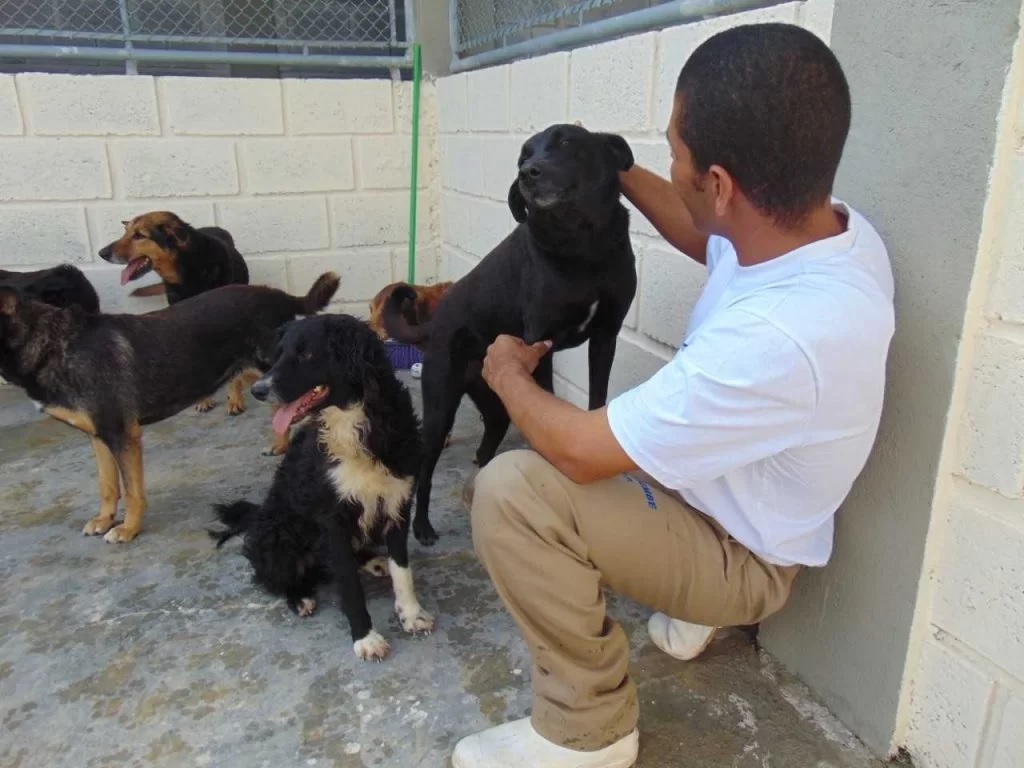 Presídios poderão acolher cães e gatos para ressocializar detentos