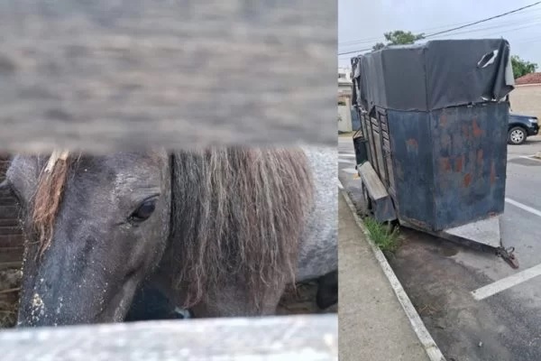 Traficante de animais, bombeiro deixava pônei trancado em minitrailer