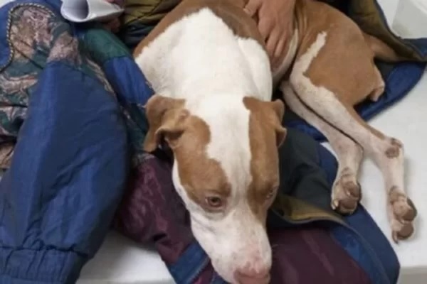 Cachorra é atropelada ao proteger a família de ladrão