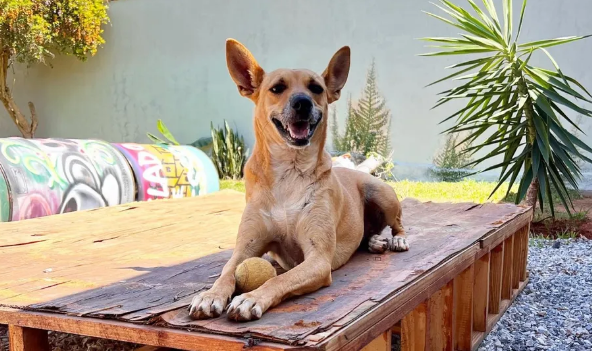 Cães e gatos podem pegar dengue? Veterinário explica importância de manter pets longe do mosquito Aedes Aegypti