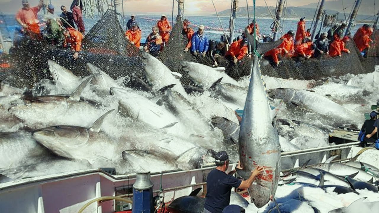 Fiern: Natal vai sediar encontro Internacional de Gestão da Pesca do Atum