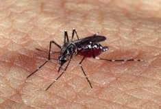 Brasil se aproxima de 2 milhões de casos de dengue