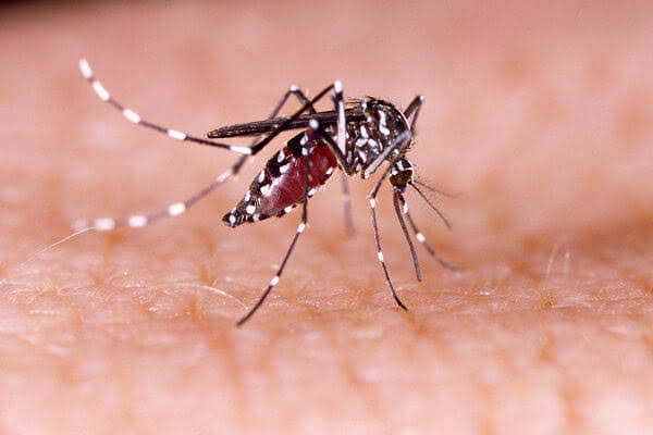 Governo confirma primeira morte por dengue em 2024 no RN