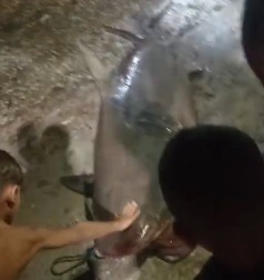 [VÍDEO] Pescadores capturam tubarão em município do RN