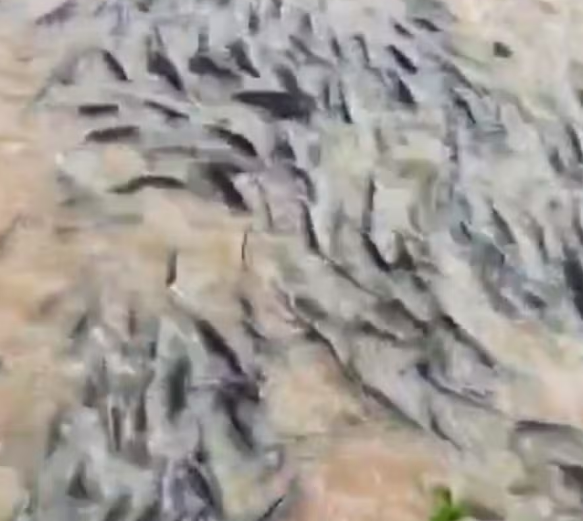  Peixes ficam acumulados em barragem após chuva no interior do RN