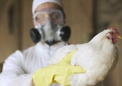 EUA detecta primeiro caso humano de gripe aviária transmitido por vaca leiteira