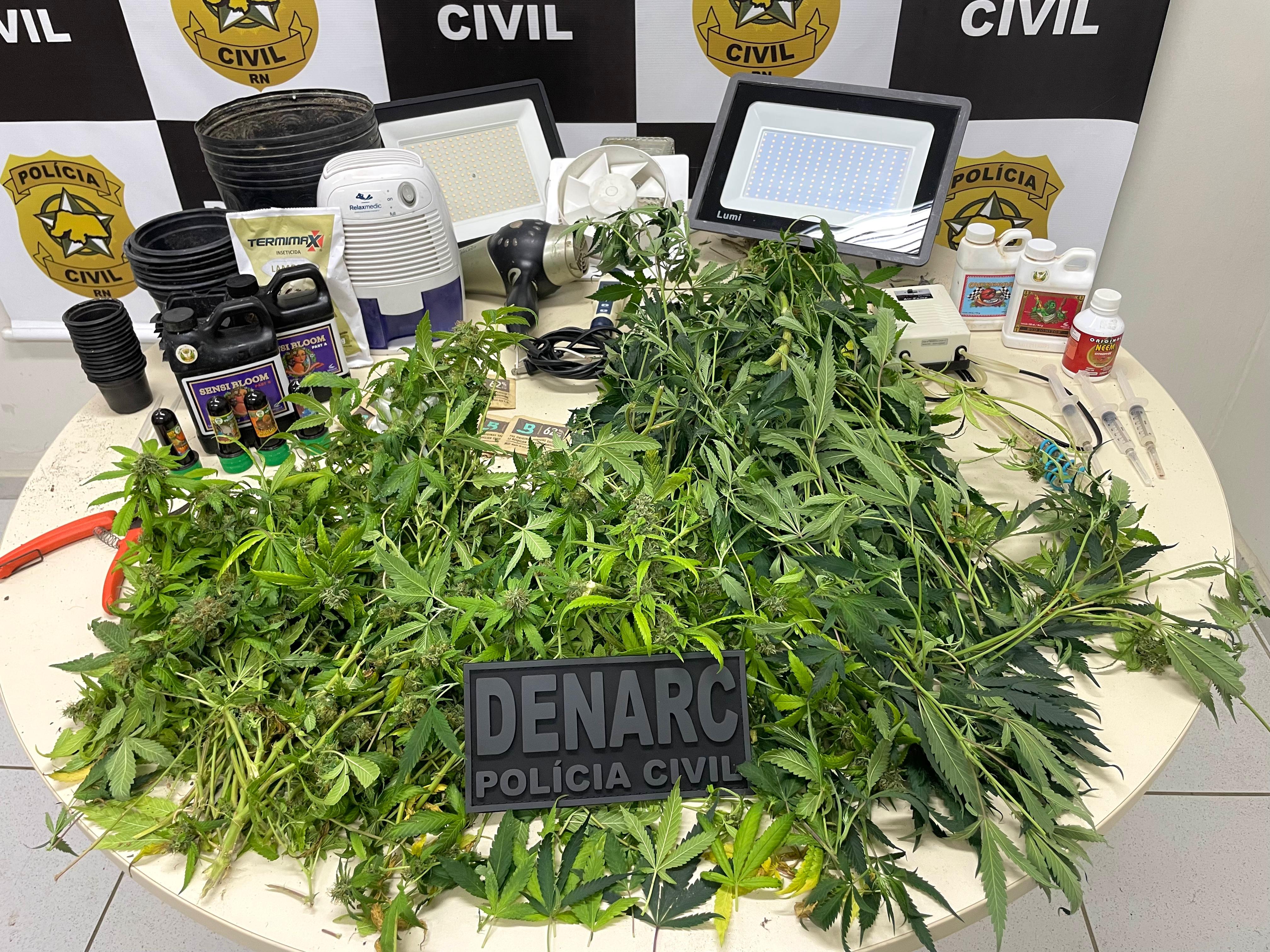 Plantação de maconha é encontrada pela Polícia Civil em estufa de casa na zona Norte de Natal