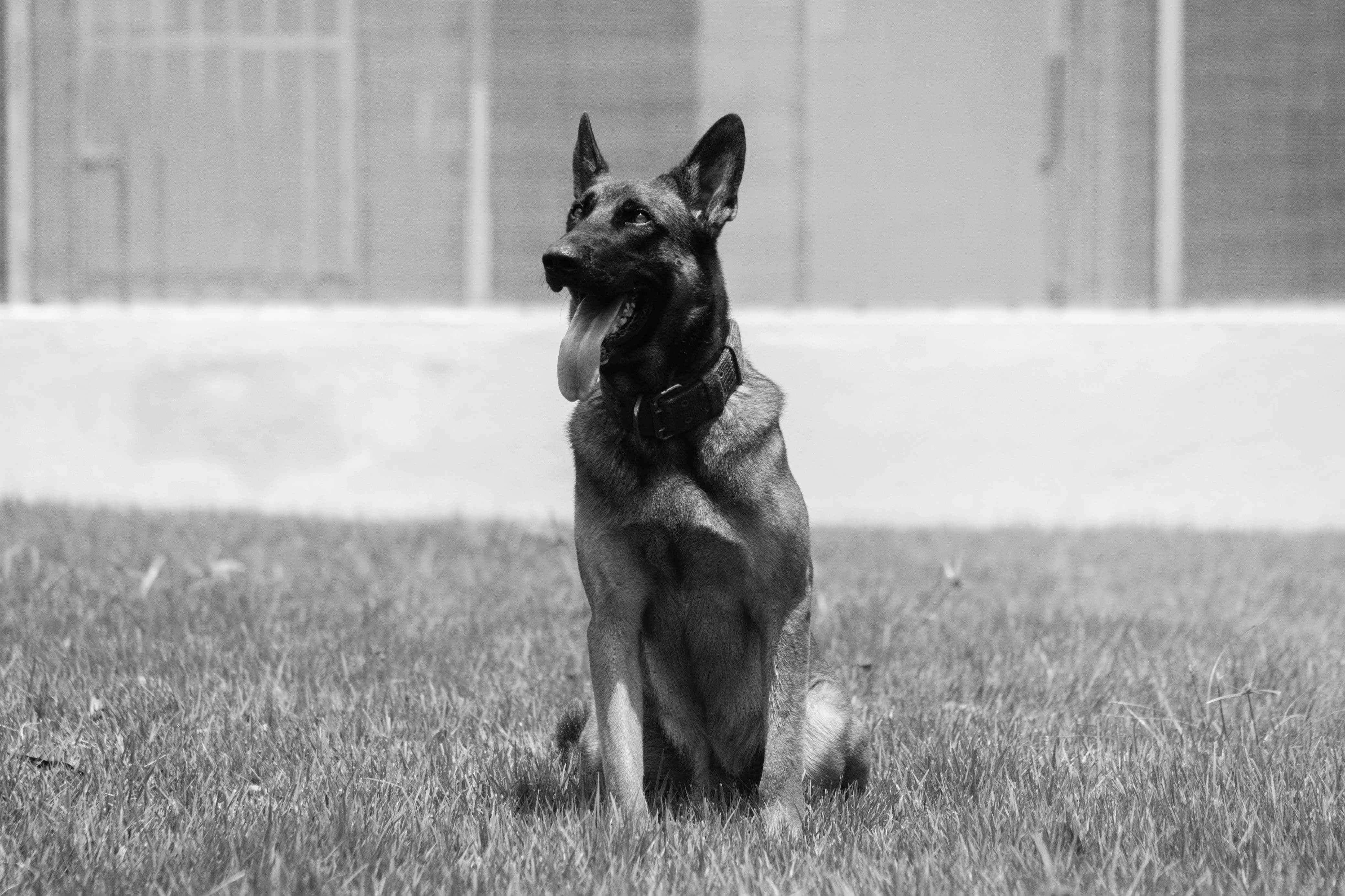 Luto: Cão farejador da Polícia Civil do RN é atacado e morto por enxame de abelhas