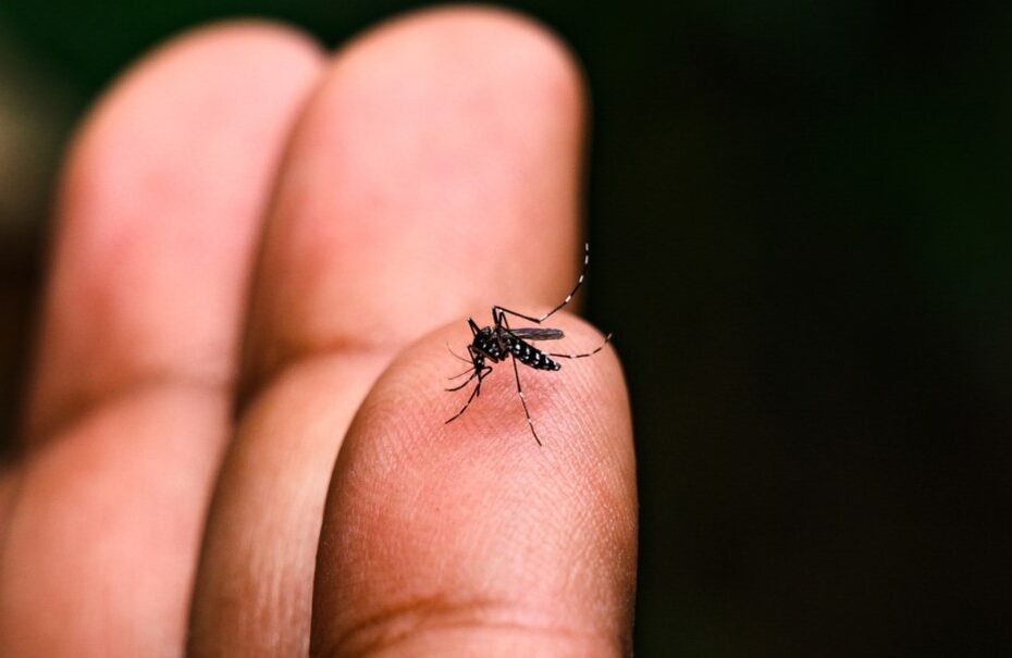 Brasil tem quase 90% dos casos de dengue no mundo em 2024, diz OMS