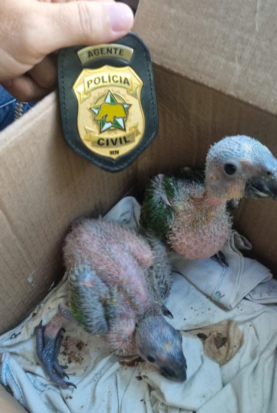 Homem é preso por vender filhotes de papagaio em Natal