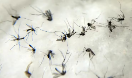 Com mais de 3 vezes o número do último ano, Brasil ultrapassa 4 mil mortes causadas por dengue