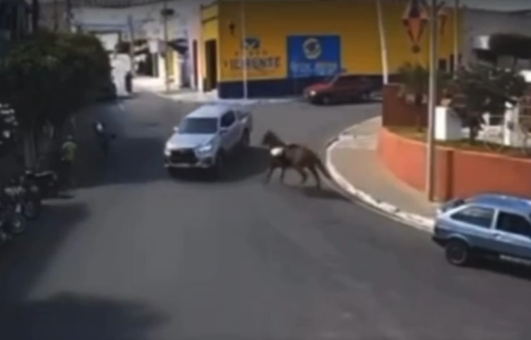 [VIDEO] Cavalo em disparada "atropela" caminhonete no interior do Rio Grande do Norte