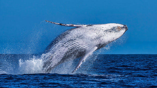 Baleias jubartes chegam ao litoral do RN; saiba como visitá-las em expedição 