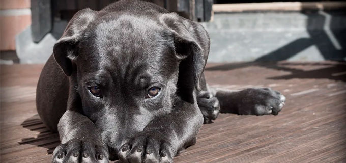 Lei que proíbe condenados por maus-tratos contra animais de ocuparem cargos públicos é sancionada em Natal