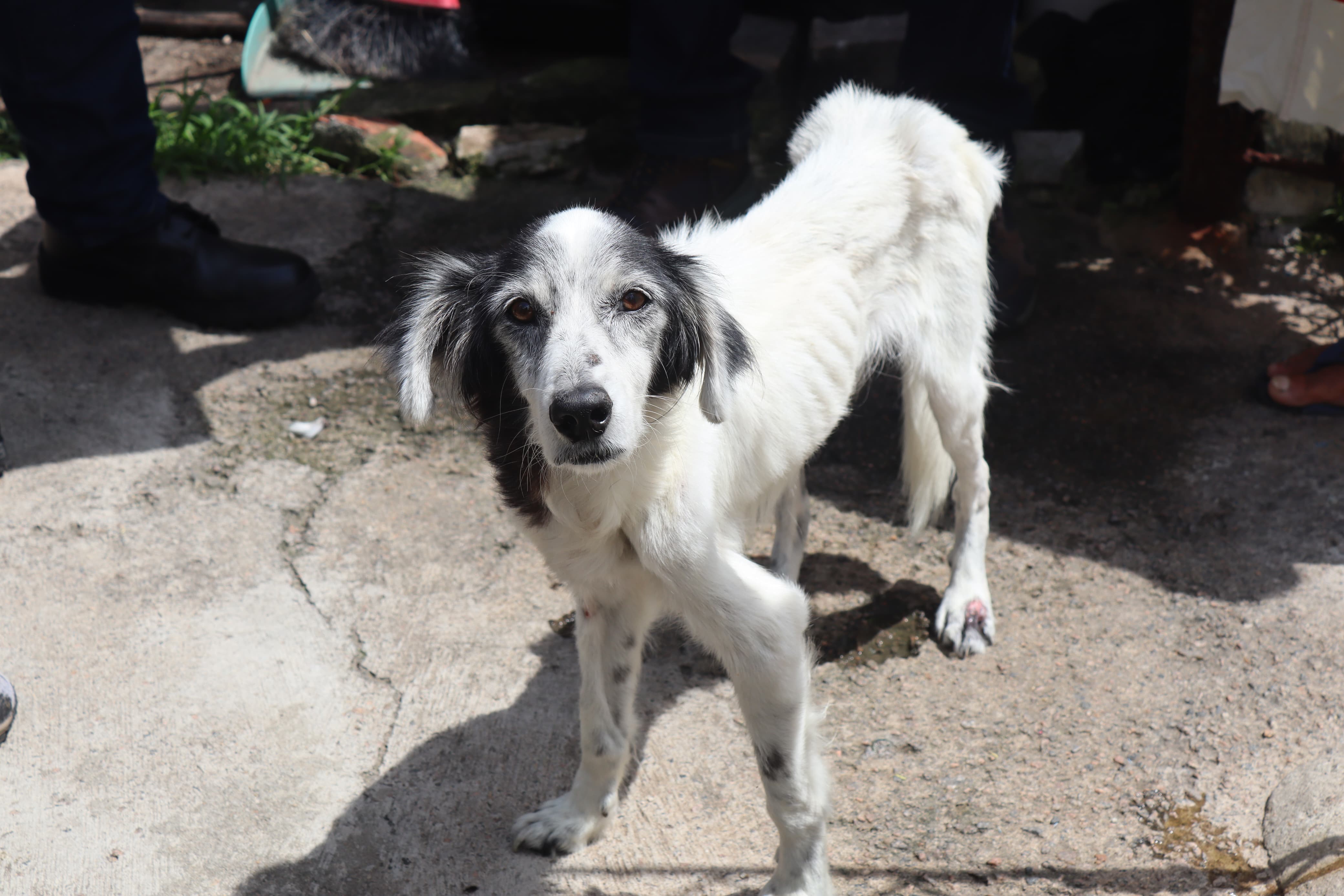 Cão em situação de maus-tratos é resgatado na Vila de Ponta Negra