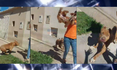 Mãe e filha são atacadas por pitbull;Veja video
