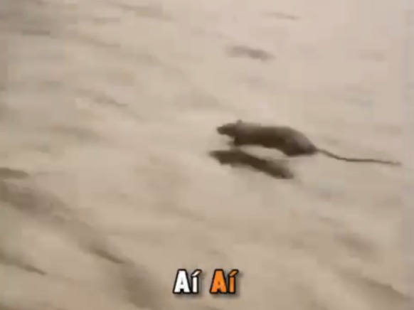[VIDEO] Rato surpreende em Ponta Negra e reforça pedido pela engorda da praia