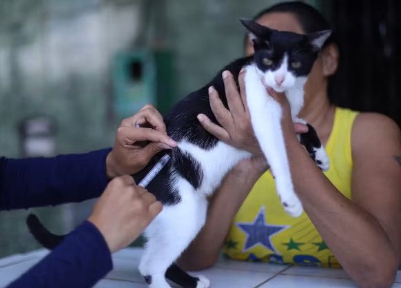 Campanha de vacinação antirrábica: veja onde vacinar cães e gatos neste fim de semana em Mossoró