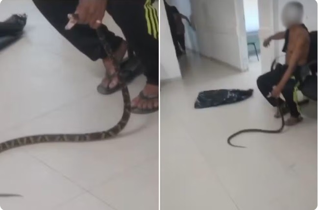 Homem é mordido por jararaca e leva cobra viva a UPA