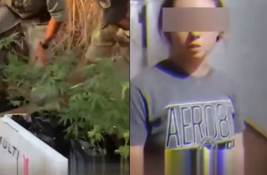 Gringos são presos por plantar maconha em GO: “Achei que podia”