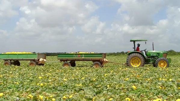 Maior produtor de melão no Brasil, Rio Grande do Norte colhe sete vezes mais que segundo estado em ranking