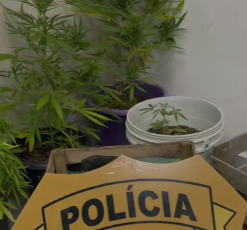 Homem é preso em flagrante junto com 10 pés de maconha