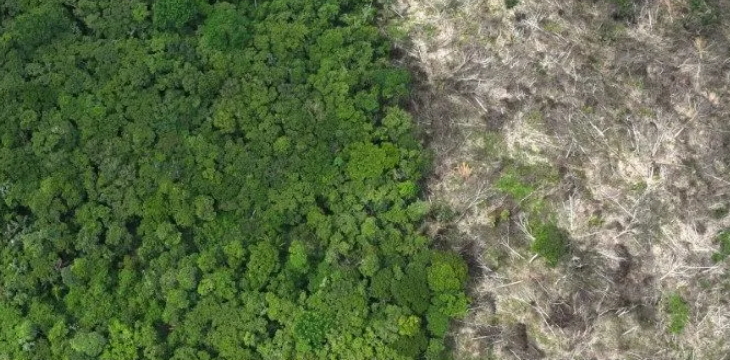 R$ 1 bilhão: veja quais empresas compraram crédito de carbono da Amazônia