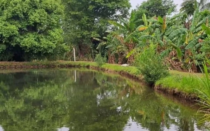 Homem morre afogado ao tentar fugir de ataque de abelhas