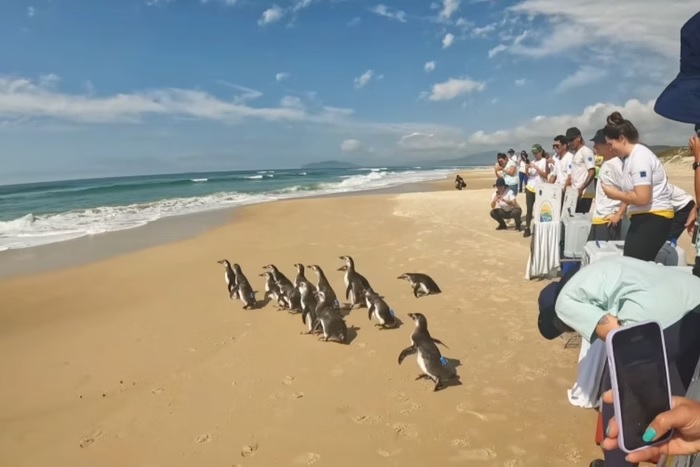 Grupo de 14 pinguins reabilitados é devolvido ao mar