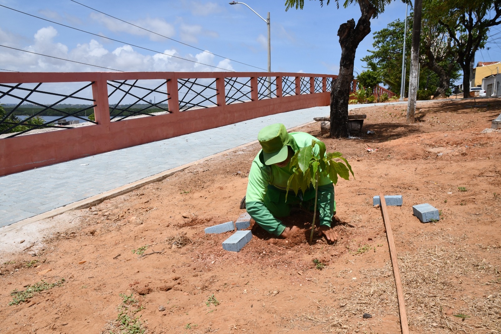 Praça Djalma Maranhão recebe mudas de Ipês, Craibeiras e Oitis do Planta Natal