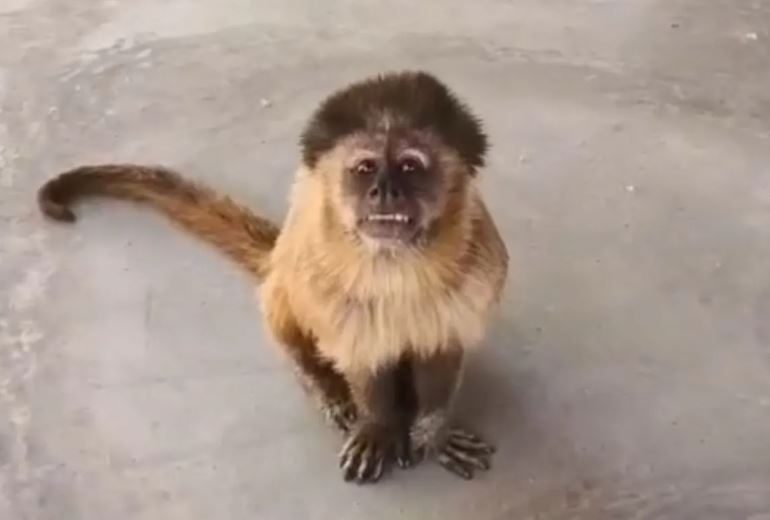 [VÍDEO] Macaco invade casa, quebra tudo e faz bagunça no interior do RN