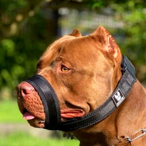 Focinheira pitbull.png