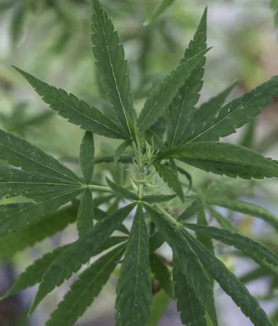 MACONHA.PNG
