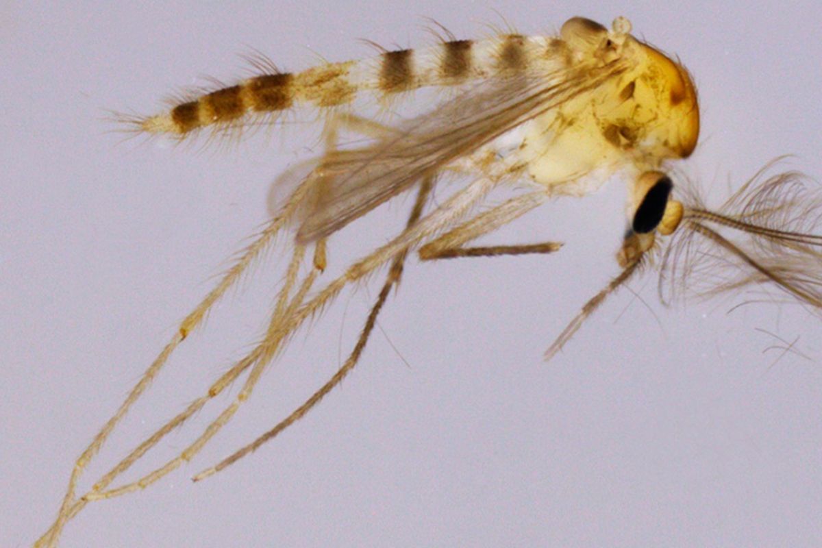 ova-especie-de-inseto.jpg