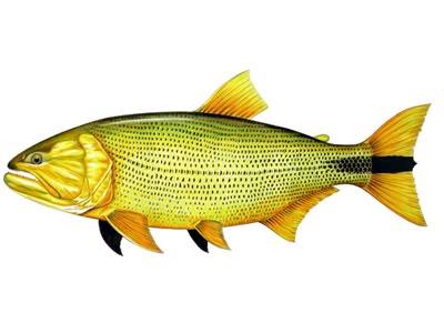 dourado.jpg