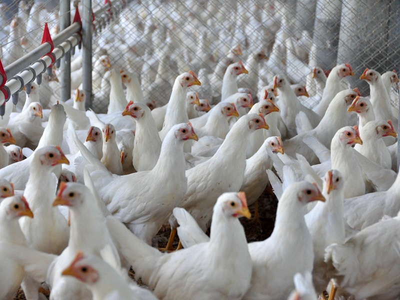 frango-sc.jpg