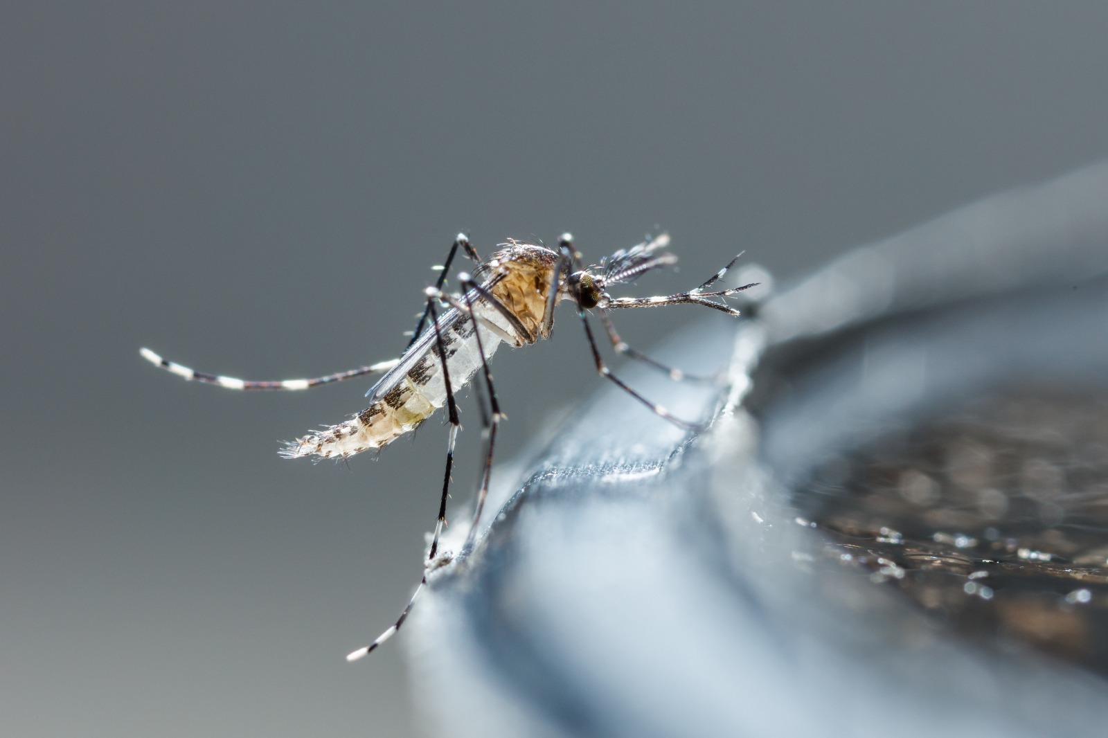 Aedes.jpeg